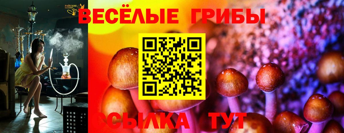 Псилоцибиновые грибы Cubensis Карабулак